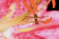 Intimacy 3 Copyright Villayat Sunkmanitu